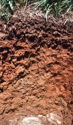 Soil profile